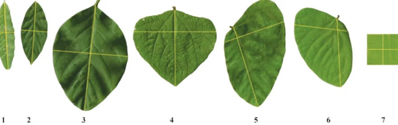 Table 3: Minimum, maximum, and mean (n = 100) values of leaflet length, width, and area