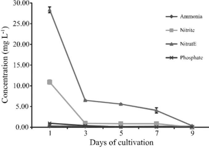 Figure 2 - Ammonia, nitrite, nitrate and phosphate concentration curves during tilapia effluent treatment by Spirulina platensis