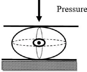 Figure 1 - Orientation of the seeds of Raphanus sativus in the natural resting position during the compression test
