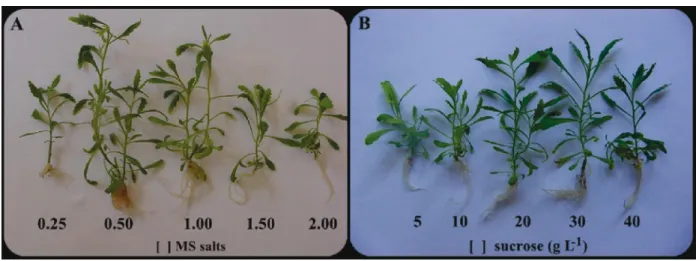 Figure 1 - Micropropagated plants of C. ambrosioides L. cultivated in: A- different salt concentrations of the MS medium and B- B-different concentrations of sucrose in the medium