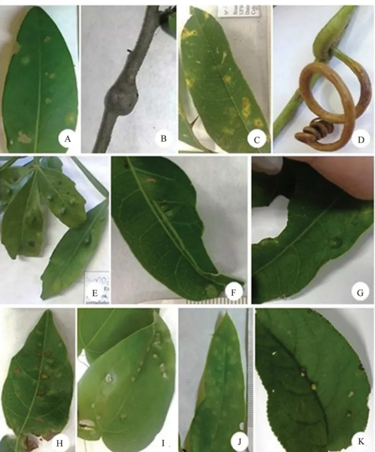 Figure 6. Gall morphotypes of Sorocaba, Southeast of São Paulo State, Brazil by host plant
