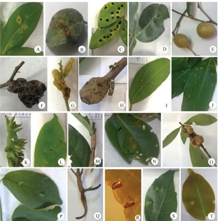 Figure 4. Gall morphotypes of Sorocaba, Southeast of São Paulo State, Brazil by host plant