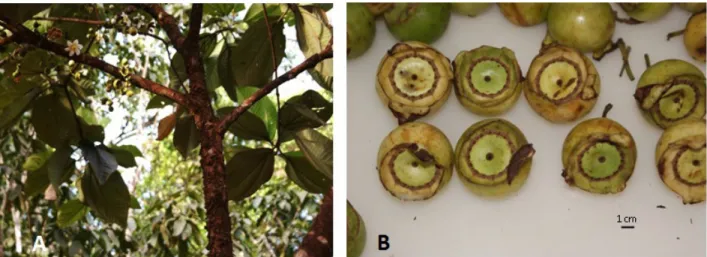 Figure 1. Bellucia grossularioides. A) Flowering plant, B) fruits in ventral view. Photographs: Jonh Carlo Reis dos Santos.