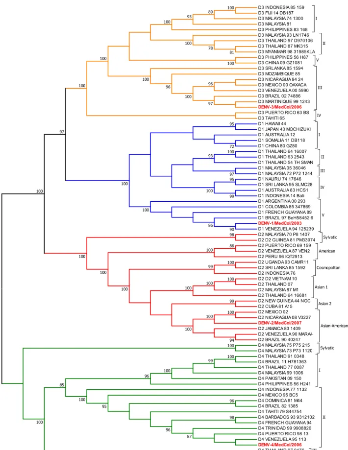 Fig. 2 – Phylogenetic analysis of clinical isolates. Cladogram resulting from the maximum parsimony analysis of the E gene sequences of the DENV strains used in this study (highlighted in red) and 77 other sequences that together are