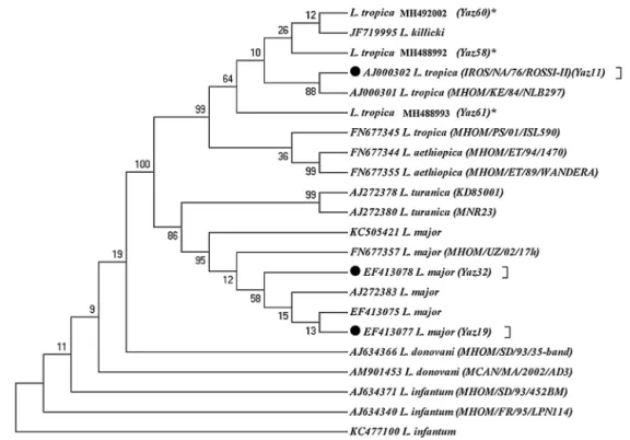 Fig. 4 – Maximum parsimony tree of the haplotypes of the ITS1-5.8SrRNA gene fragment for the isolates of L