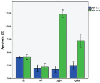 Figure 3. Flow cytometry results showing levels of apoptotic cells in negative control (NT), wild type (WT), A88V mutant, and G11R mutant cells, induced or not by doxycycline ( + DOX, and – DOX).