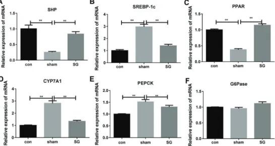 Figure 4. mRNA levels of six FXR-regulated genes, SHP (A), SREBP (B), PPAR (C), CYP7A1 (D), PEPCK (E), and G6pase (F) in livers of diabetic rats that underwent sleeve gastrectomy (SG) or sham surgery analyzed by quantitative RT-PCR
