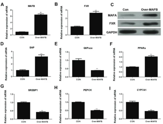 Figure 5. mRNA levels of MAFB (A) and FXR (B) in Chang liver cells overexpressing MAFB gene (over-MAFB) were analyzed by quantitative RT-PCR and by western blotting (C)