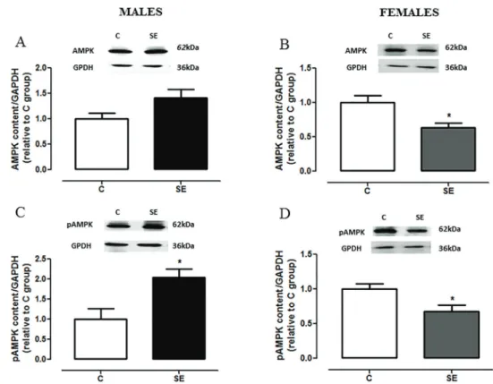 Figure 8 summarizes the main ﬁndings of the current study. Here we showed that tobacco smoke exposure during the suckling period reduced the thermogenic capacity of BAT in both genders, possibly explaining the increase in body adiposity in adulthood, indep