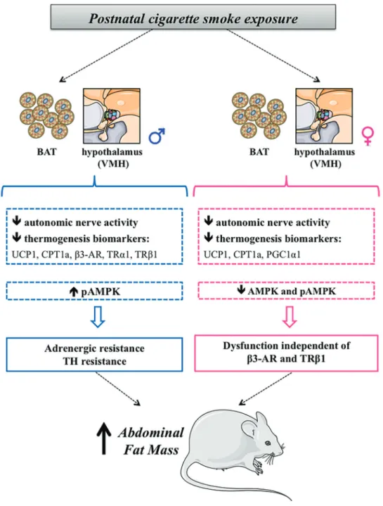 Figure 8. Smoking in critical windows of development causes epigenetic alterations and is a risk factor for adulthood obesity
