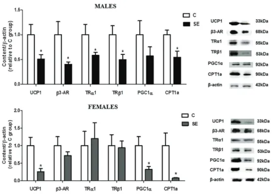Figure 5. Long-term effects of neonatal cigarette smoke exposure on brown adipose tissue (BAT) Dio2 mRNA expression at 180 postnatal days in males (A) and females (B)