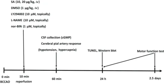Figure 1. Protocol ﬂ owchart. The bilateral common carotid arteries were colligated for 10 min to establish forebrain ischemia followed by reperfusion