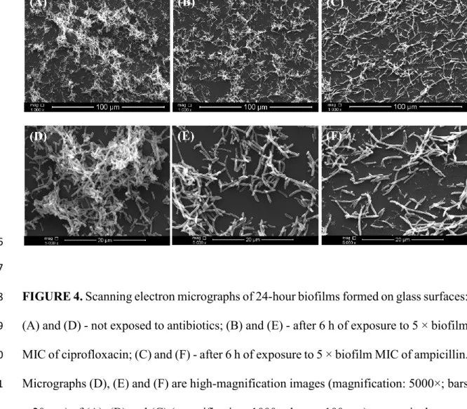 FIGURE 4. Scanning electron micrographs of 24-hour biofilms formed on glass surfaces: 