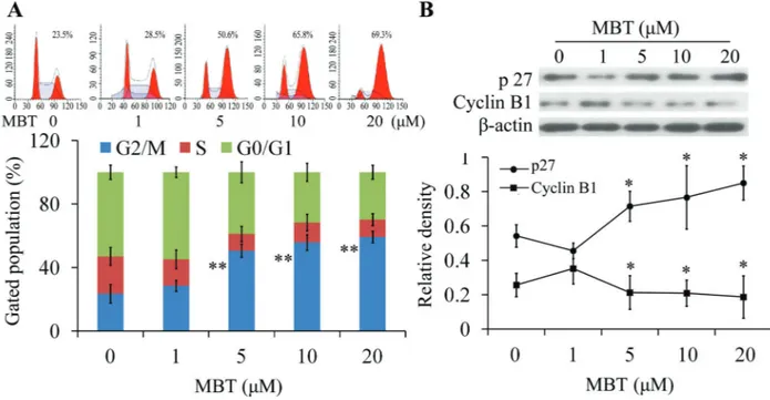 Figure 2. 2-Methyl-2-butanol (MBT) induced G2/M cell cycle arrest of HXO-RB44 cells (n=4)