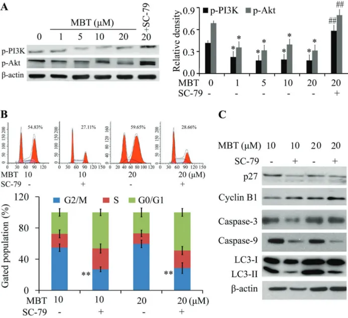 Figure 4. Role of PI3K/Akt in 2-methyl-2-butanol (MBT)-induced cell cycle arrest and autophagy in HXO-RB44 cells