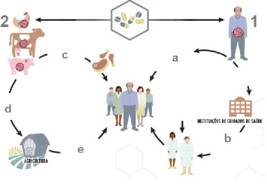 Figura  1  -  Disseminação  de  bactérias  resistentes  aos  antibióticos  em  diferentes  nichos  e  consequente transmissão ao Homem (adaptado de CDC, 2013)