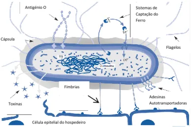 Figura  3  –  Principais  fatores  de  virulência  de  isolados  de  Escherichia  coli  uropatogénicos  (adaptado de Domingo, 2013)