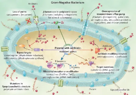Figura 4  - Locais de  ação dos principais grupos de  antibióticos β-lactâmicos e não-β-lactâmicos  em  bactérias  de  Gram  negativo  e  respectivos  mecanismos  de  resistência  aos  antibióticos  (adaptado de Peleg and Hooper, 2010)