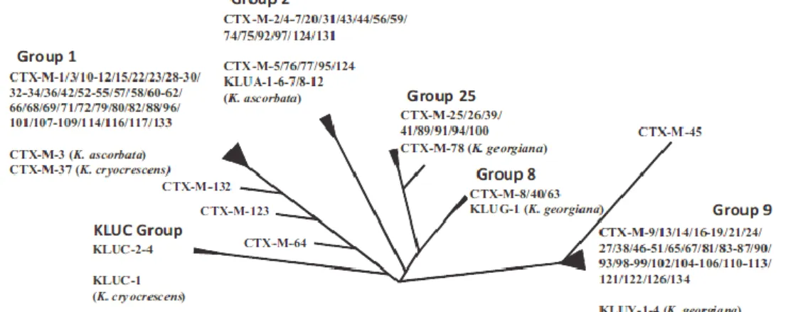 Figura 7  -  Relação filogenética da família das β-lactamases do tipo CTX-M (adaptado de D’Andrea  et al, 2013)
