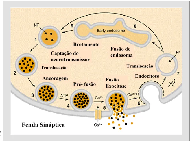 Figura 3C: Representação esquemática da Endosomal Recycling, postulado por Südhof et al., 1995, e  revisto  em  2004,  do  processo  de  exocitose/endocitose.1  -  Captação  do  neurotransmissor  -  As  vesículas  são  recarregadas  com  neurotransmissores