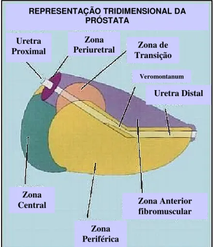 Figura 1. Divisões anatômicas da próstata. 