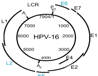 Figura 2. Estrutura do genoma do HPV 16. 
