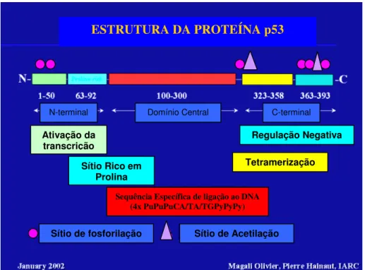 Figura 4. Estrutura da proteína p53. 