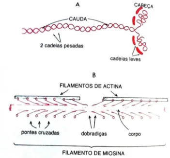 Figura 2. Estrutura molecular de um filamento de miosina (adaptada de Berne et al.,  2004)