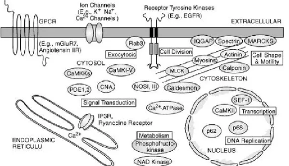 Ilustração  01.  Algumas  proteínas  ligantes  de  calmodulina  com  a  sua  localização e função (O’Day, 2003)