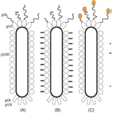 Figura 2 -  Representação esquemática do fago filamentoso (A) Fago selvagem, (B) Exposição  de  peptídeos  fundidos  à  pVIII,  (C)  Exposição  de  peptídeos  fundidos  à  pIII    (MERSICH; 