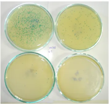 Figura 6 - Titulação dos fagos. As colônias azuis representam a infecção das bactérias  E