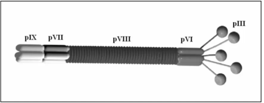 FIGURA 1 - Esquema representativo de um bacteriófago filamentoso ilustrando as  proteínas do capsídeo viral: pIX, pVII, pVIII, pVI e pIII (101)