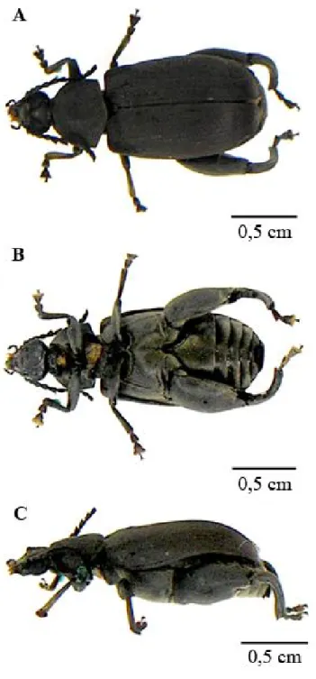 Figura 3: Exemplar adulto da espécie Pachymerus nucleorum. Bruquíneos de maior tamanho  conhecido,  com  comprimento  de  15  mm  e  7  mm  de  largura,  Possui  coloração  cinzenta,  élitros  estriados,  coxas  posteriores  ovóides  e  denteadas
