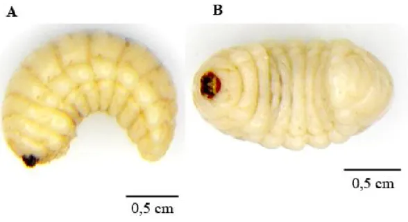 Figura 4: Exemplar de larva da espécie Pachymerus nucleorum. Larva utilizada neste trabalho
