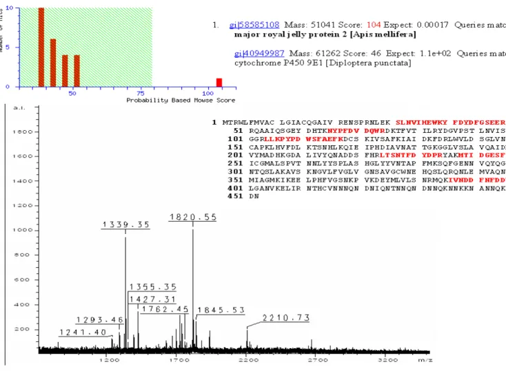 Figura 04. Informações para identificação do polipeptídeo B2: Espectro MALDI-TOF MS, identificação da proteína,  seqüência primária indicando os fragmentos identificados (em vermelho) e gráfico em barras da probabilidade de erro  na identificação (servidor