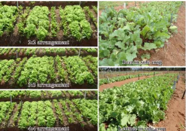 Figure 1. Spatial arrangements between the lettuce and  beet crops in intercropping systems