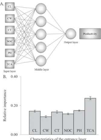 Figure 2. Topology of the best adjusted network (A) and  relative contribution to yield (B), obtained by Garson's  method (Garson, 1991), of the agronomic parameters  cladode length (CL), cladode width (CW), cladode thickness  (CT), number of cladode (NOC)