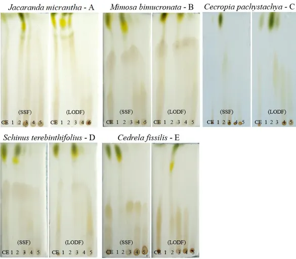 Figure 1. Thin layer chromatography of methanolic extract of five species from Seasonal Semideciduous Forest (SSF) and  Lowland Ombrophilous Dense Forest (LODF)