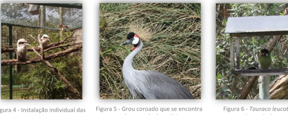 Figura 5 - Grou coroado que se encontra  na área ampla do aviário.   