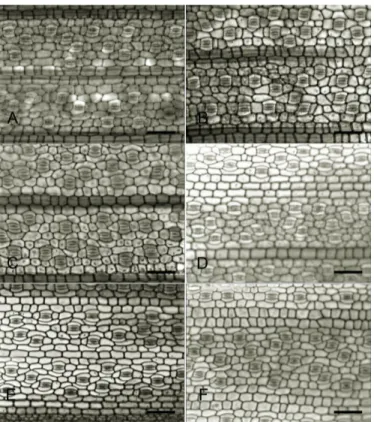 Figure 1. Paradermic sections of Typha  domingensis  leaves  from  plants  exposed  to  different  Cd  concentrations