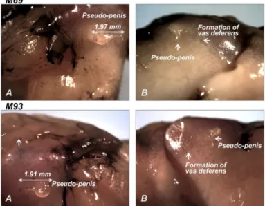 Figure 4. Representative images of the pseudo-penis present in female specimens in Stramonita haemastoma