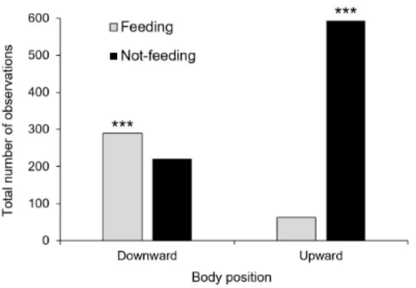 Figure 1.  Body  position  of  Dichelops  melacanthus on  maize plant stems during feeding and not feeding