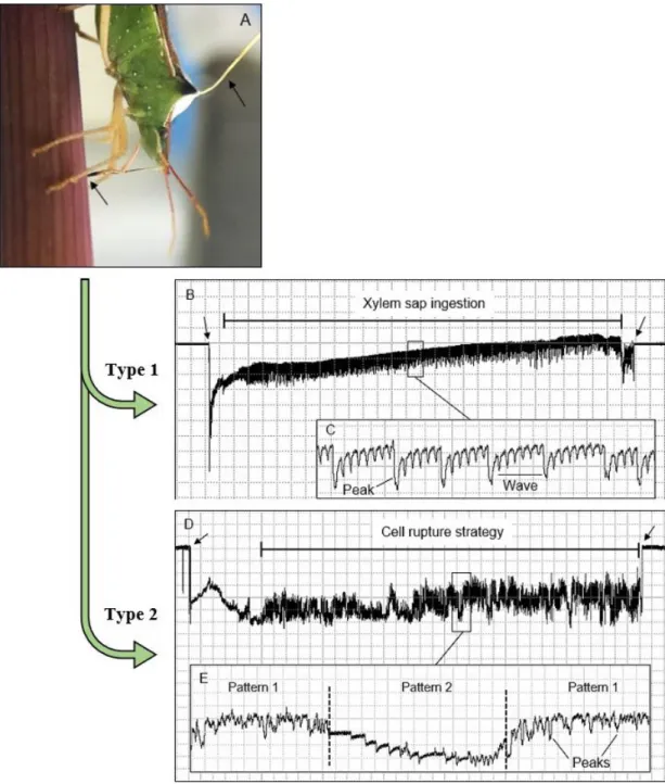 Figure 2.  Dichelops  melacanthus  connected  to  the  gold  wire  (arrow)  during  EPG  recordings  on  maize  plant  stem  and  positioned in the downward position with their stylets inserted into plant stem (arrow) during feeding activities (A)