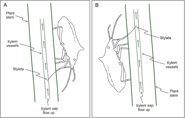 Figure 4. Schematic and hypothetical representation of stink bug body position while feeding from xylem vessels on stems  of maize plants