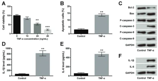 Figure 1. TNF-a induced in ﬂ ammatory injury in interstitial cells of Cajal (ICC). ICC were treated with TNF-a at 10, 20, or 40 ng/mL con- con-centrations