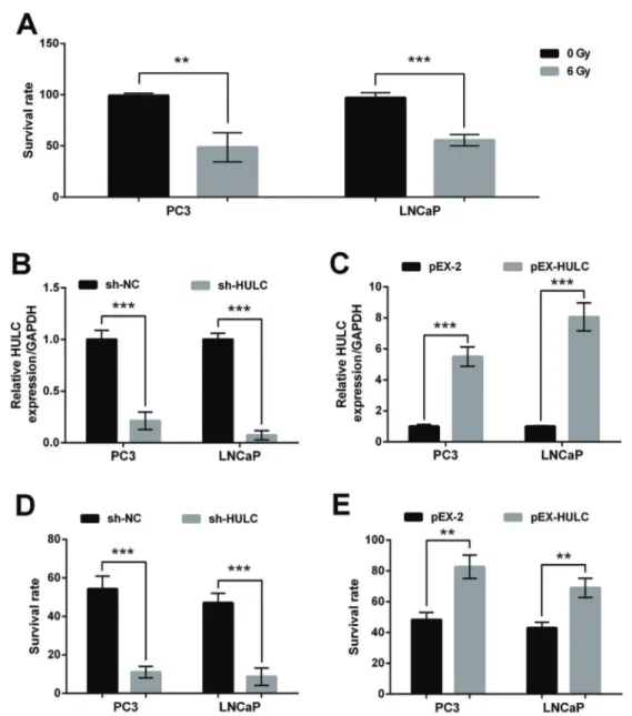 Figure 1. HULC knockdown enhanced the sensitivity of PC3 and LNCaP cells to irradiation