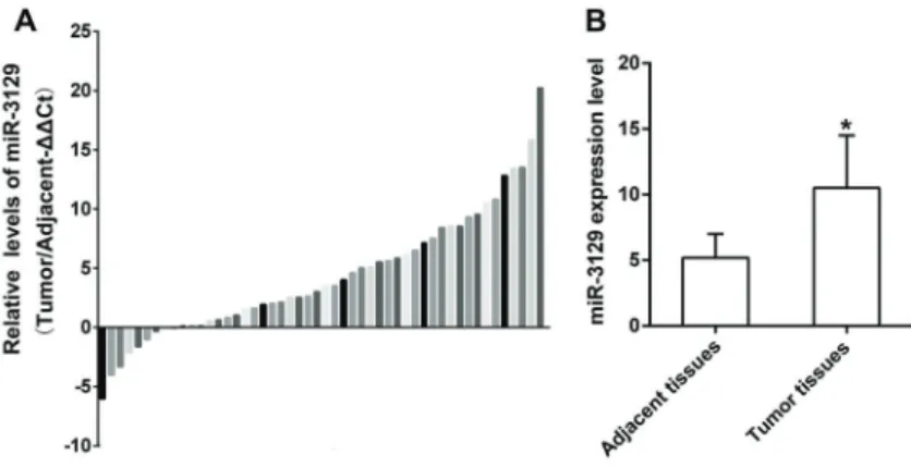 Figure 1. Relative miR-3129 expression in human gastric cancer (GC) tissues. A, Relative  expres-sion of miR-3129 in GC tissues when compared with adjacent tissues, which were detected by RT-qPCR