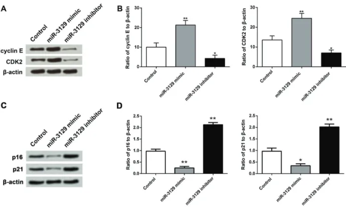 Figure 4. Effects of miR-3129 on cyclin E and CDK2 expression in SGC7901 miR-transfected cells