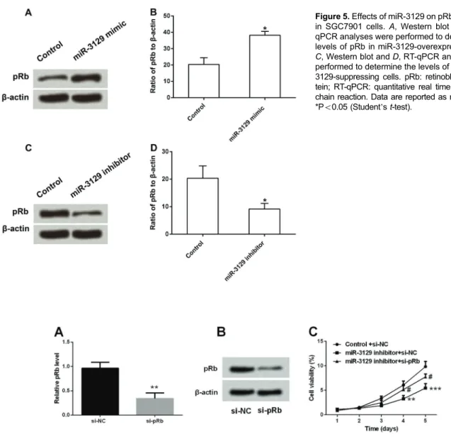 Figure 5. Effects of miR-3129 on pRb expression in SGC7901 cells. A, Western blot and B,  RT-qPCR analyses were performed to determine the levels of pRb in miR-3129-overexpressing cells.
