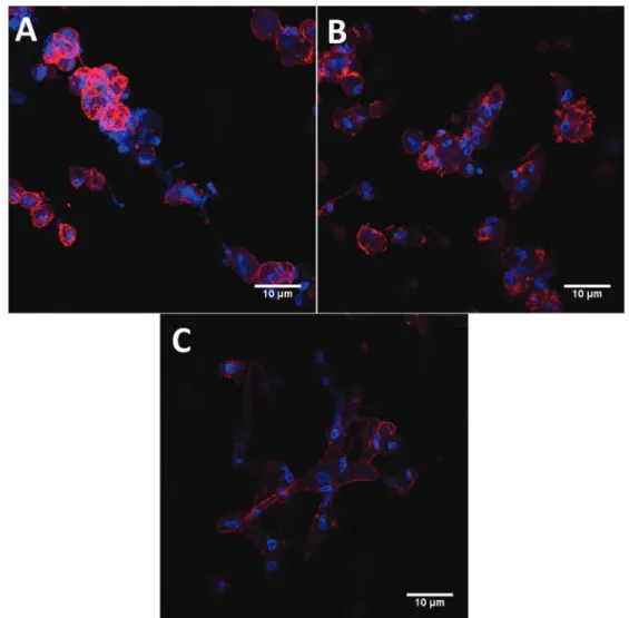 Figure 4. Confocal images of stem cells from culture I in scaffolds seeded with 1.5  10 5 cells and stained with rhodamine-phalloidin (cell cytoskeleton in red) and DAPI (cell nuclei in blue) after 3 (A), 6 (B), and 24 h (C) cell adhesion